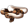 Ball Python: Piebald
